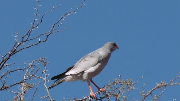 Güney Afrika Daki Kgalagadi Transfrontier Park Kertenkele Şahini Kaupifalco Monogrammicus — Stok video