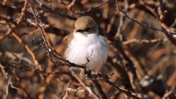 南非Kgalagadi跨界公园的Marico Flycatcher或Bradornis Mariquensis — 图库视频影像