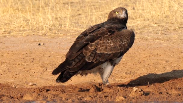 南非Kgalagadi跨界公园的战鹰 Polemaetus Bellicosus — 图库视频影像