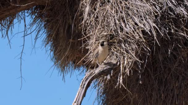 南アフリカのカガジャディ トランスフロンティア パークにある鳥の巣の中で最も壮大な構造物です — ストック動画