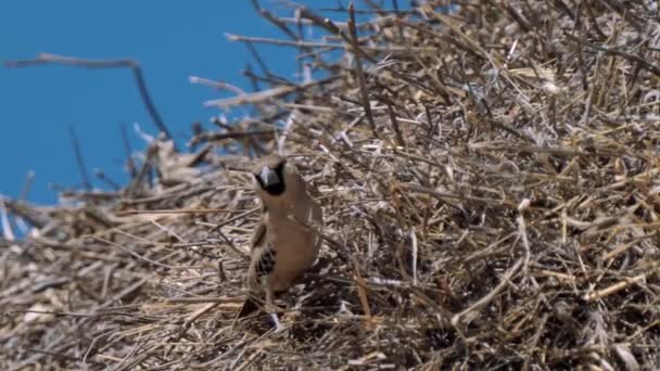 南アフリカのKgalagadi Transfront Parkにある鳥によって建設された最も壮大な構造物かもしれません南アフリカのKgalagadi Transfront Parkには — ストック動画