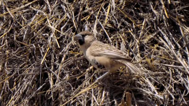 사회적 타이어 남아프리카 공화국의 칼갈라 스포트 파크에 새들이 구조물일 것이다 — 비디오