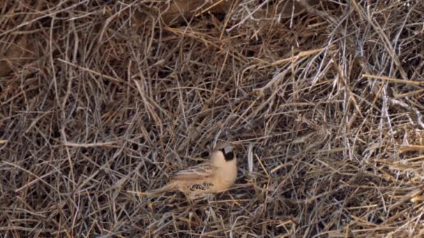 南アフリカのカガジャディ トランスフロンティア パークにある鳥の巣の中で最も壮大な構造物です — ストック動画
