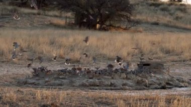Güney Afrika 'daki Kgalagadi Transfrontier Parkı' nda bir su birikintisi üzerinde uçan muhteşem kuş sürüsü.