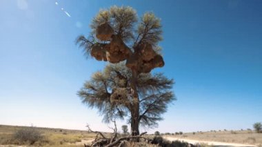 Sosyal Weaver veya Philetairus socius, Güney Afrika 'daki Kgalagadi Transfrontier Parkı' nda bir kuş tarafından inşa edilmiş, belki de en görkemli yapıdır.