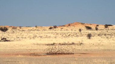Güney Afrika 'daki Kgalagadi Transfrontier Parkı' nda bir su birikintisi üzerinde uçan muhteşem kuş sürüsü.