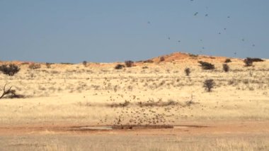 Güney Afrika 'daki Kgalagadi Transfrontier Parkı' nda bir su birikintisi üzerinde uçan muhteşem kuş sürüsü.