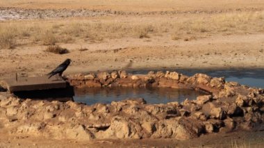 Güney Afrika 'daki Kgalagadi Transfrontier Parkı' nda bir su birikintisi üzerinde uçan muhteşem kuş sürüsü.