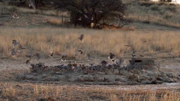 南非Kgalagadi跨国界公园 一群奇形怪状的鸟儿飞越了一个水坑 — 图库视频影像