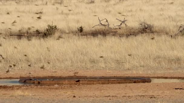 南アフリカのKgalagadi Transfront Parkで 水中を飛ぶ鳥の壮大な群れ — ストック動画