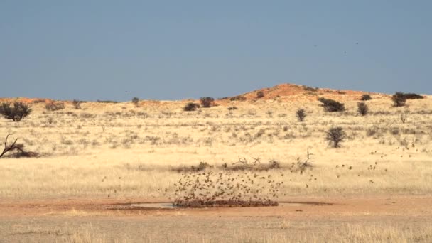 Spectaculaire Troupeau Oiseaux Survolant Trou Eau Dans Parc Transfrontalier Kgalagadi — Video