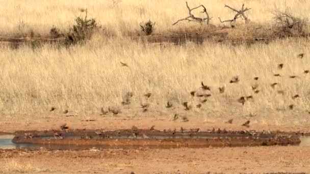 Espectacular Bandada Aves Volando Sobre Abrevadero Parque Transfronterizo Kgalagadi Sudáfrica — Vídeo de stock