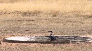 Siyah başlı balıkçıl, ya da Ardea melanocephala, Güney Afrika 'daki Kgalagadi Transfrontier Park' taki bir su birikintisinde diğer kuşları yakalamaya çalışır.