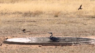 Siyah başlı balıkçıl, ya da Ardea melanocephala, Güney Afrika 'daki Kgalagadi Transfrontier Park' taki bir su birikintisinde diğer kuşları yakalamaya çalışır.