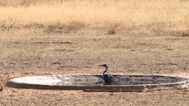 Черноголовая Цапля Ardea Melanocephala Пытается Поймать Других Птиц Водоёме Трансграничном — стоковое видео