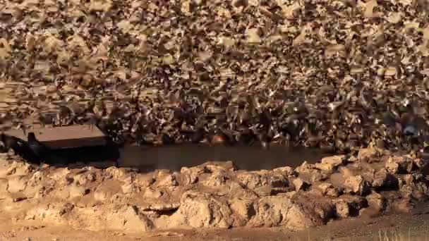 Velkolepé Hejno Ptáků Létajících Nad Vodní Dírou Kgalagadi Přeshraniční Park — Stock video