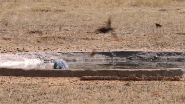 Siyah başlı balıkçıl, ya da Ardea melanocephala, Güney Afrika 'daki Kgalagadi Transfrontier Park' taki bir su birikintisinde diğer kuşları yakalamaya çalışır.