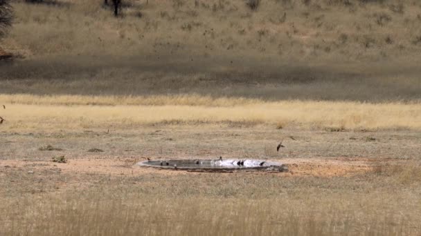 Spectaculaire Zwerm Vogels Die Een Waterput Vliegen Kgalagadi Transfrontier Park — Stockvideo