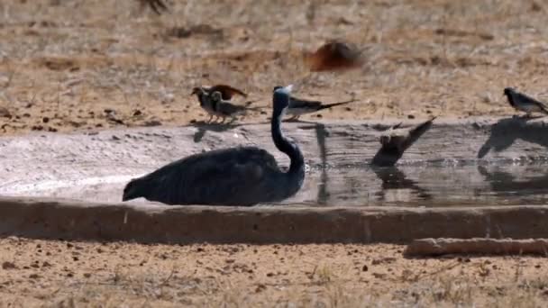Garza Cabeza Negra Ardea Melanocephala Trata Atrapar Otras Aves Pozo — Vídeo de stock