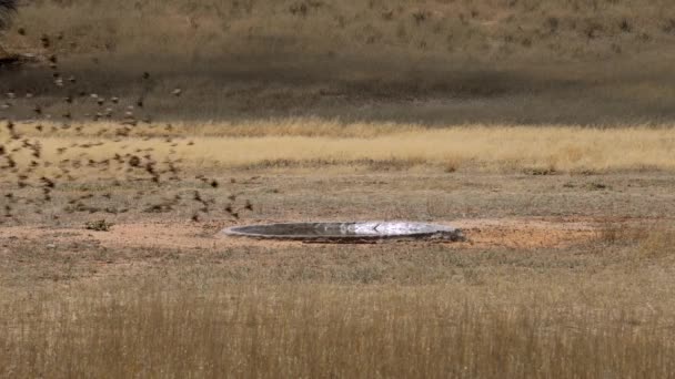 Espectacular Bandada Aves Volando Sobre Abrevadero Parque Transfronterizo Kgalagadi Sudáfrica — Vídeos de Stock