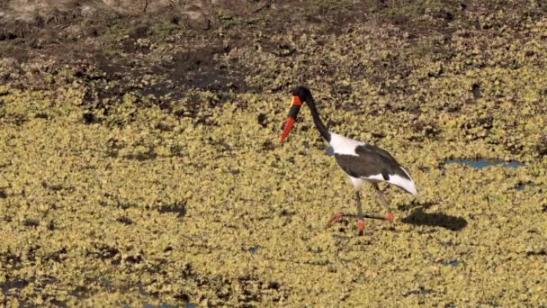 Saddle Billed Stork Saddlebill Ephippiorhynchus Senegalensis Parque Nacional Kruger Sudáfrica — Vídeos de Stock