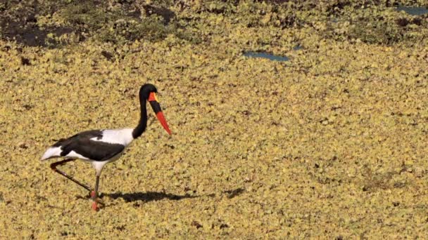Saddle Billed Stork Saddlebill Ephippiorhynchus Senegalensis Kruger National Park South — Stock Video