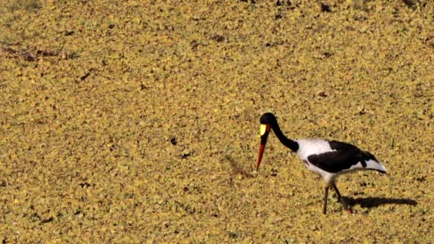 Saddle Billed Stork Saddlebill Ephippiorhynchus Senegalensis South Africa Kruger National — 비디오