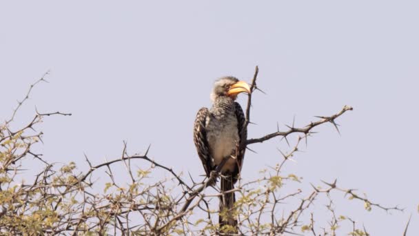 Södra Gula Näbben Tockus Leucomelas Kgalagadi Gränspark Sydafrika — Stockvideo