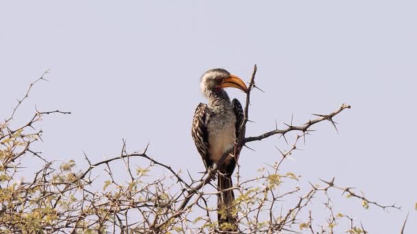 Hornbill Tockus Leucomelas Parque Transfronterizo Kgalagadi Sudáfrica — Vídeos de Stock