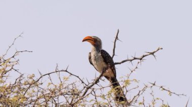 Güney Sarı gagalı Hornbill, Tockus lökomileri, Kgalagadi Transfrontier Park, Güney Afrika
