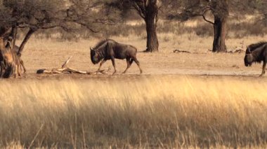 Güney Afrika 'daki Kgalagadi Transfrontier Park' ında, Connochaetes cinsinin antilopları.