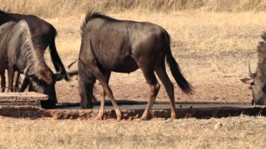 Güney Afrika 'daki Kgalagadi Transfrontier Park' ında, Connochaetes cinsinin antilopları.