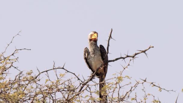 Hornbill Tockus Leucomelas Południowożółty Parku Transgranicznym Kgalagadi Republika Południowej Afryki — Wideo stockowe