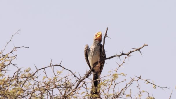 Güney Sarı Gagalı Hornbill Tockus Lökomileri Kgalagadi Transfrontier Park Güney — Stok video