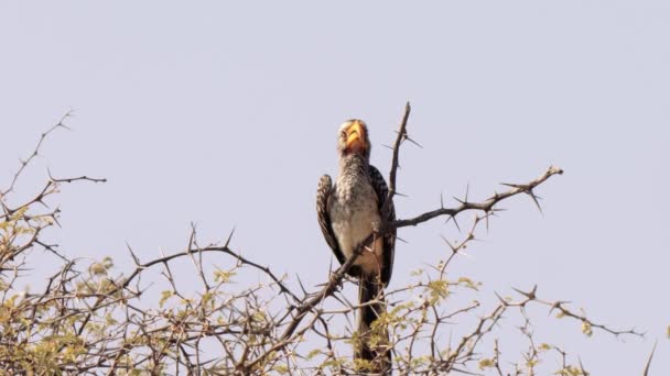 Southern Yellow Billed Hornbill Tockus Leucomelas Στο Διασυνοριακό Πάρκο Kgalagadi — Αρχείο Βίντεο