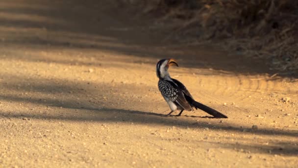 Southern Yellow Billed Hornbill Tockus Leucomelas Nel Kgalagadi Transborder Park — Video Stock