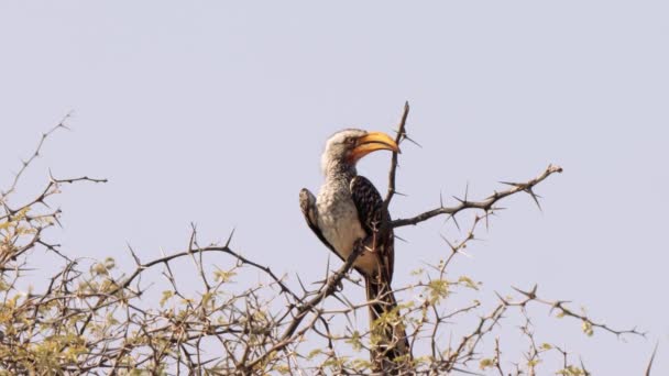 Södra Gula Näbben Tockus Leucomelas Kgalagadi Gränspark Sydafrika — Stockvideo