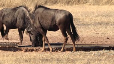 Güney Afrika 'daki Kgalagadi Transfrontier Park' ında, Connochaetes cinsinin antilopları.