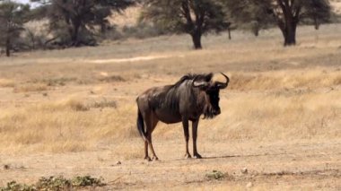 Güney Afrika 'daki Kgalagadi Transfrontier Park' ında, Connochaetes cinsinin antilopları.