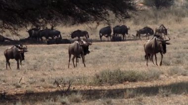 Güney Afrika 'daki Kgalagadi Transfrontier Park' ında, Connochaetes cinsinin antilopları.
