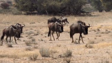 Güney Afrika 'daki Kgalagadi Transfrontier Park' ında, Connochaetes cinsinin antilopları.