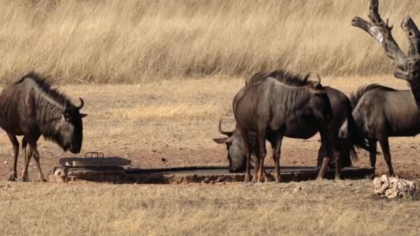 Wildebeest Eller Gnu Antiloper Släktet Connochaetes Kgalagadi Transborder Park Sydafrika — Stockvideo