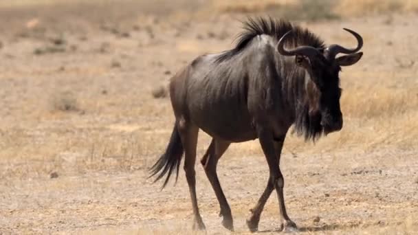 Wildebeest Neboli Gnu Antilopy Rodu Connochaetes Kgalagadi Transfrontier Park Jižní — Stock video