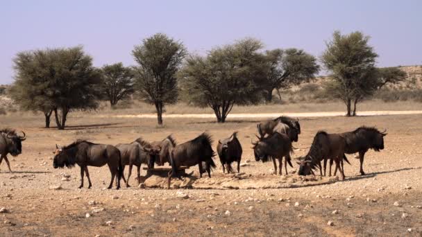 Wildebeest Gnu Antilopen Van Het Geslacht Connochaetes Kgalagadi Transfrontier Park — Stockvideo