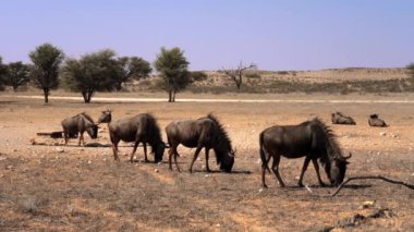 Güney Afrika 'daki Kgalagadi Transfrontier Park' ında, Connochaetes cinsinin antilopları.