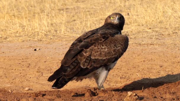 Águila Marcial Polemaetus Bellicosus Kgalagadi Transfrontier Park Sudáfrica — Vídeo de stock
