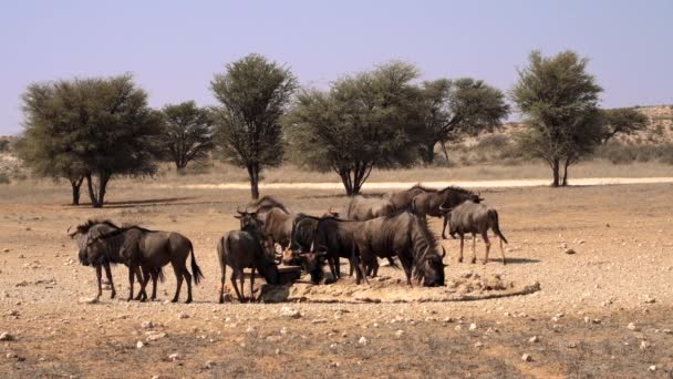 Wildebeest Або Gnu Antelopes Genus Connochaetes Kgalagadi Transfrontier Park South — стокове відео