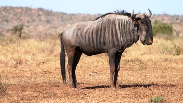 Dzikie Bestie Lub Gnu Antylopy Rodzaju Connochaetes Parku Transgranicznym Kgalagadi — Wideo stockowe