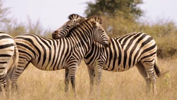 Zebras Kruger Nationalpark Südafrika — Stockvideo