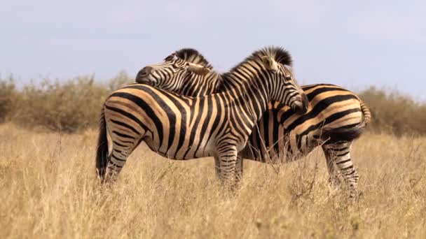 Zebras Taman Nasional Kruger Afrika Selatan — Stok Video